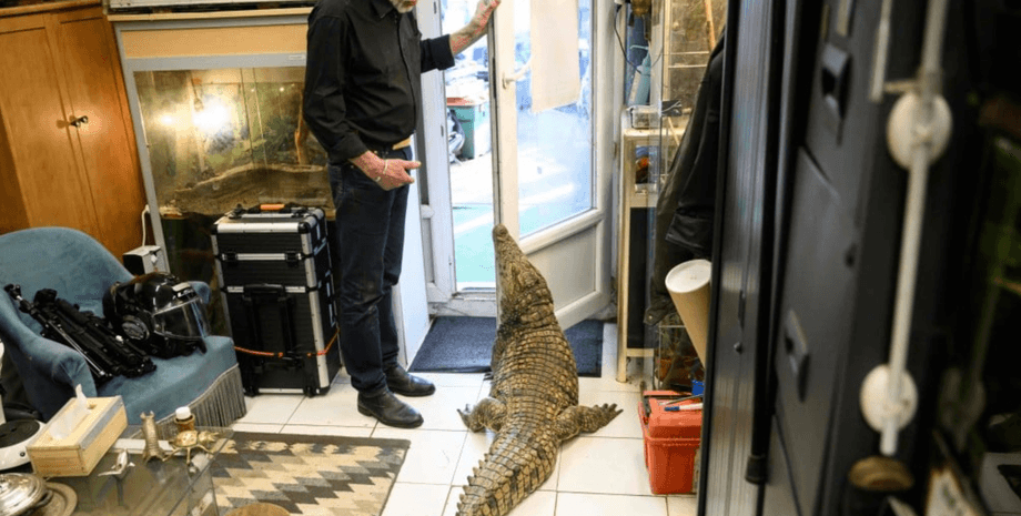 Екзотичні тварини в будинку