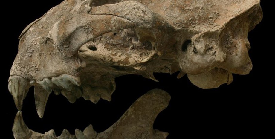 Череп пумы, найденный в гробнице. N. Sugiyama