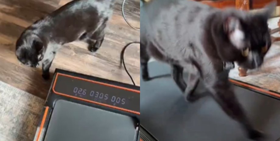 беговая дорожка кот