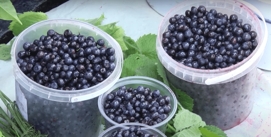 Черника и земляника 2025 черника 2025