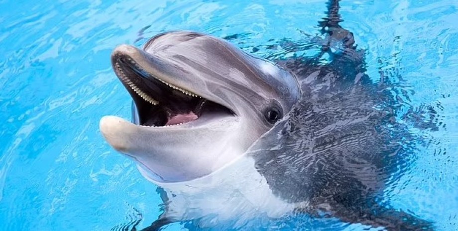 дельфины, дельфины попрошайничество