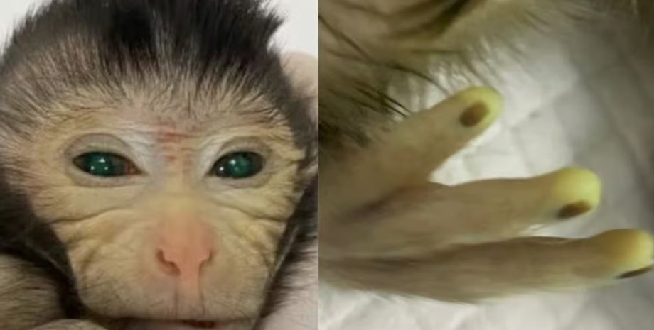 макака, химера, макака химера