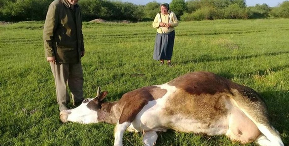 Фото: westnews.com.ua