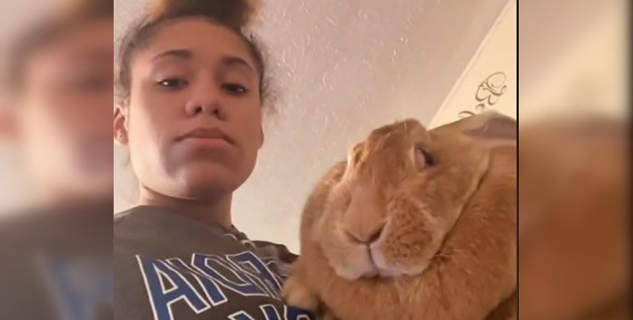 Фламандский кролик