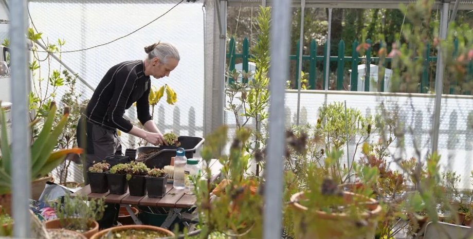 питомник, питомник растений