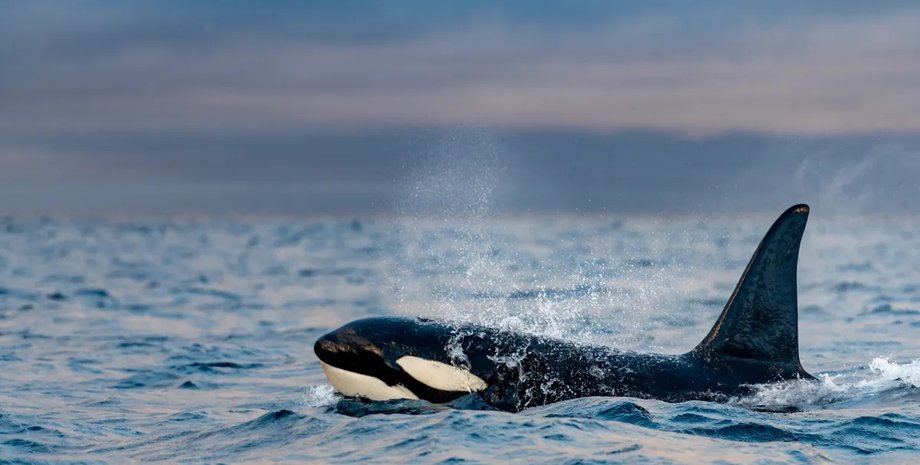 Косатки знову потопили судно в Португалії — чому косатки нападають на людей0