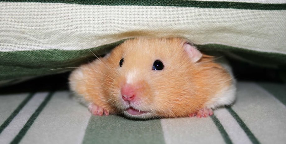 хом'яки, Гонконг, коронавірус, COVID-19, заборона на імпорт хом'яків, присипання хом'яків