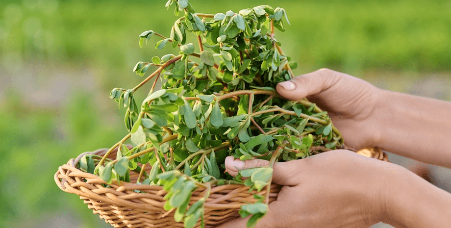 Портулак в Норвегии Портулак в руках держит женщина