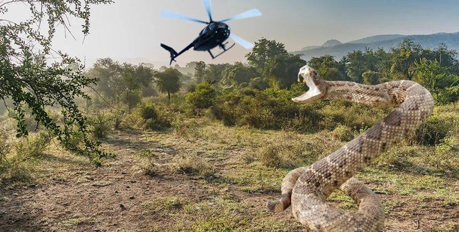 змія, гігантська змія