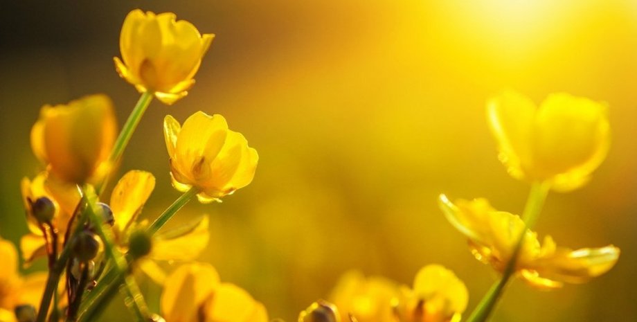 Фото: polinfo.gov.ua