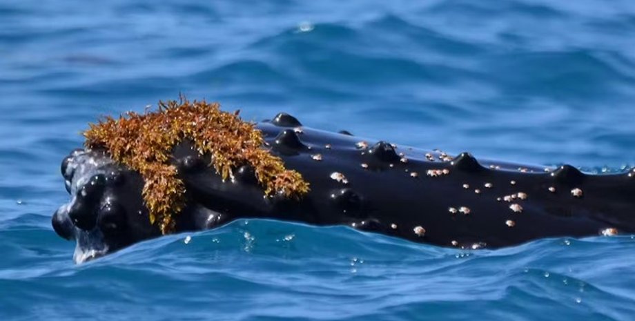 киты, киты и водоросли, водоросли киты