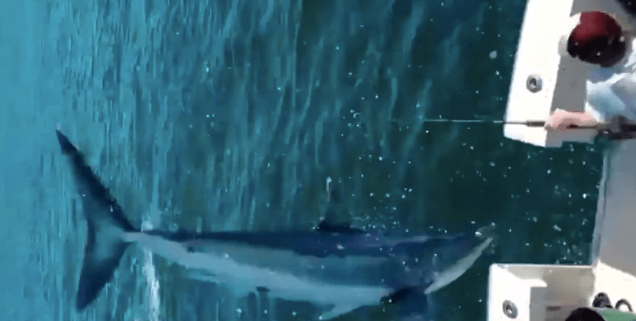 Акула-мако попалась на крючок. суп из плавников акулы, Акула-мако, самая быстрая акула