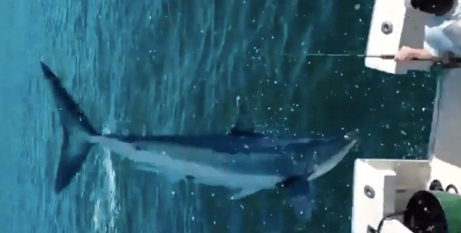 Акула-мако попалась на крючок. суп из плавников акулы, Акула-мако, самая быстрая акула