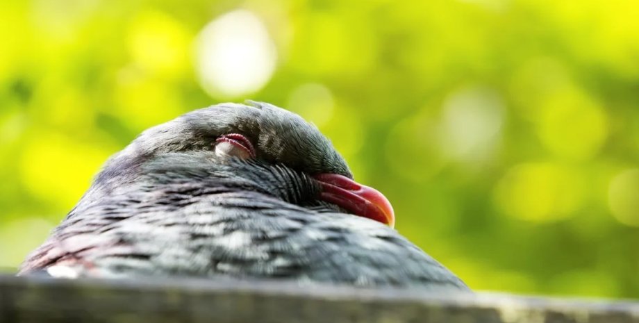 Голуби Кереру люблять напиватися, гріючись на сонечку голуби, кереру, найп'яніший птах