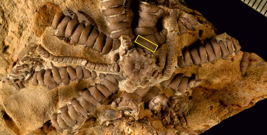 Ausichicrinites zelenskyyi, окаменелость, новый вид назвали в честь Зеленского, иглокожие, палеонтологи