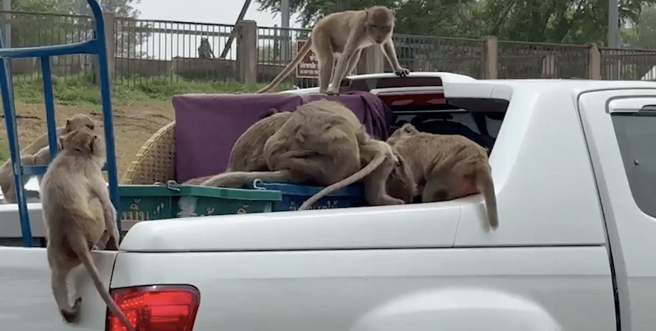 Нападение обезьян на автомобиль, ограбление обезьян