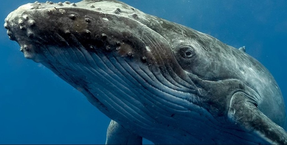 горбатий кит
