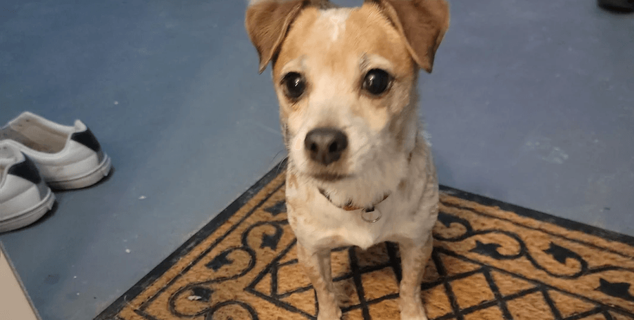 Пара молодых людей нашла возле паркинга собаку с запиской, о чем там шла речь, все подробности, животные