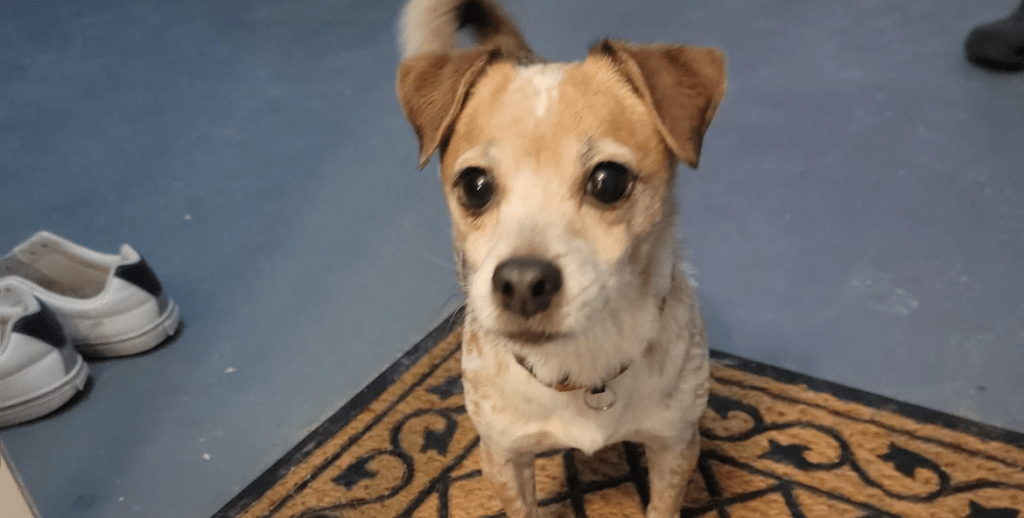 Бедняжка Белла Пара молодых людей нашла возле паркинга собаку с запиской, о чем там шла речь, все подробности, животные