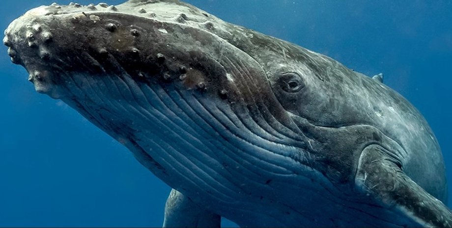 кит, горбатый кит, горбатый кит океан