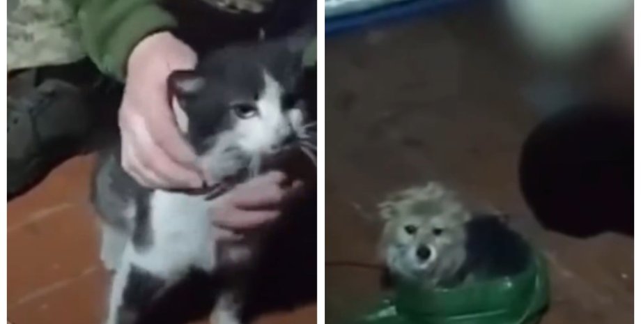 Украинские военные эвакуировали дроном животных