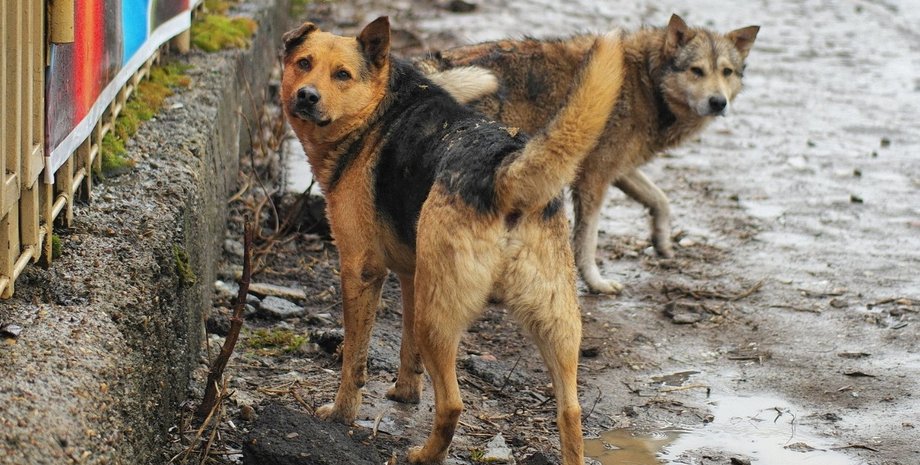 в курске собирают собачью шерсть