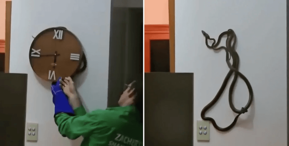Находка за настенными часами, ядовитая змея, две змеи, за часами заметили змею, ядовитая змея в доме, семья заметила змею в доме