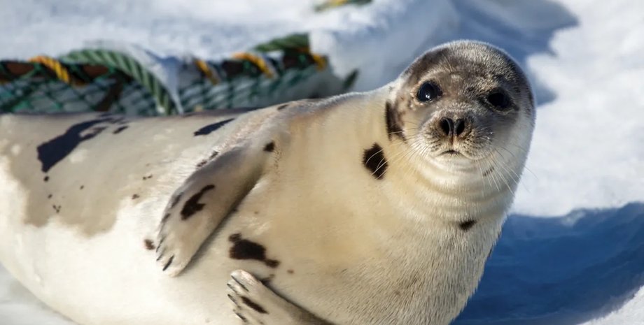 тюлені плескають ластами