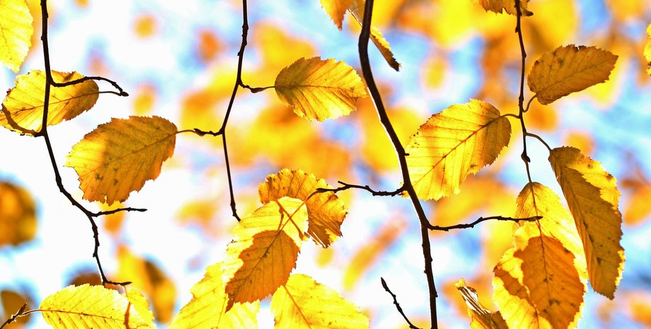 прогноз погоды на выходные, тепло, солнечно, Укргидрометеоцентр, синоптики