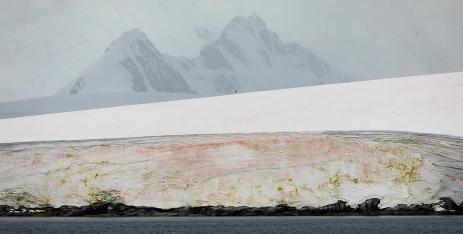 водорості, льодовикові водорості