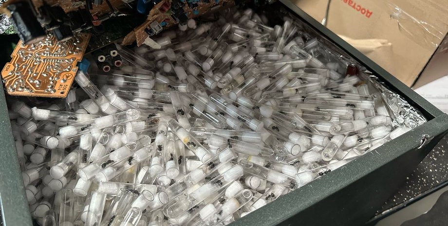 Муравьи в колбах