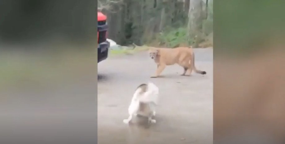 Пума, дика кішка