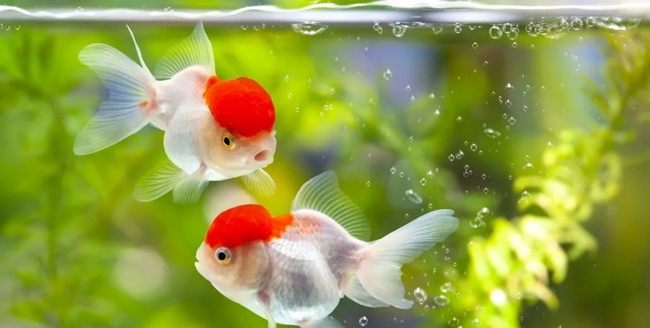 рыбки, золотые рыбки, память золотой рыбки