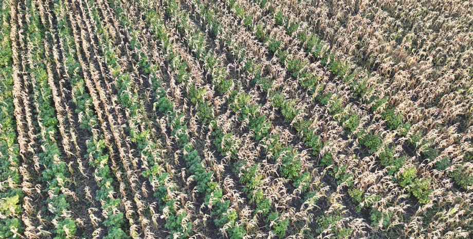 конопля, кущі коноплі, вирощування коноплі, наркотики