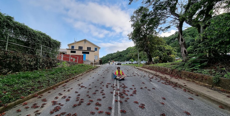 міграція крабів, Острів Різдва, тваринний світ Австралії