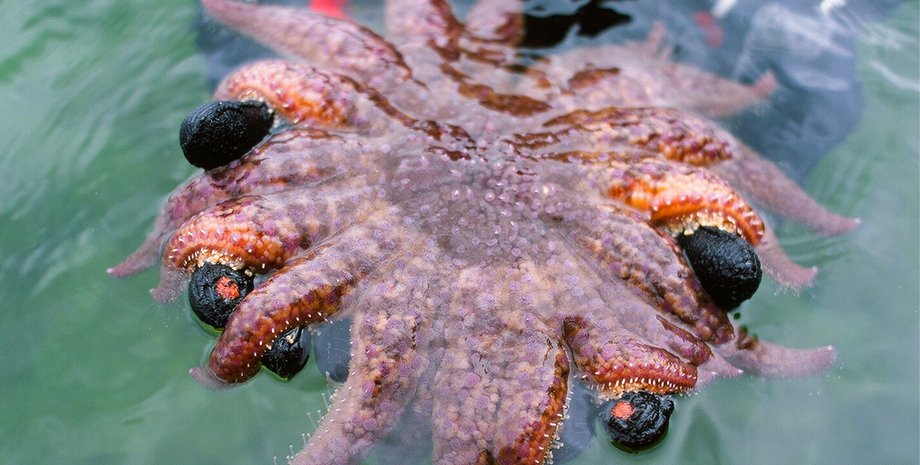 морские звезды пожирают морских ежей