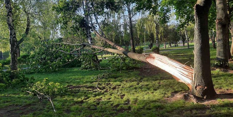 Киев, деревья в Киеве, непогода