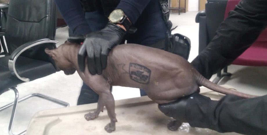 Кіт, татуювання, наркокартель, поліція Мексики, притулок