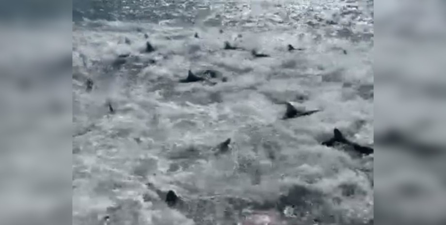 Стая акул, нападение акул, акулы напали на лодку, нападение акул на человека