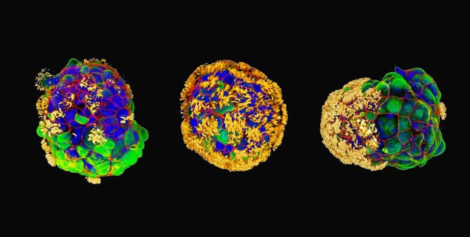 антроботы роботы