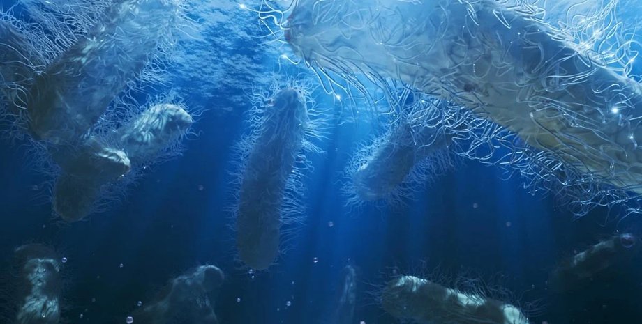 морской снег морской снег океан