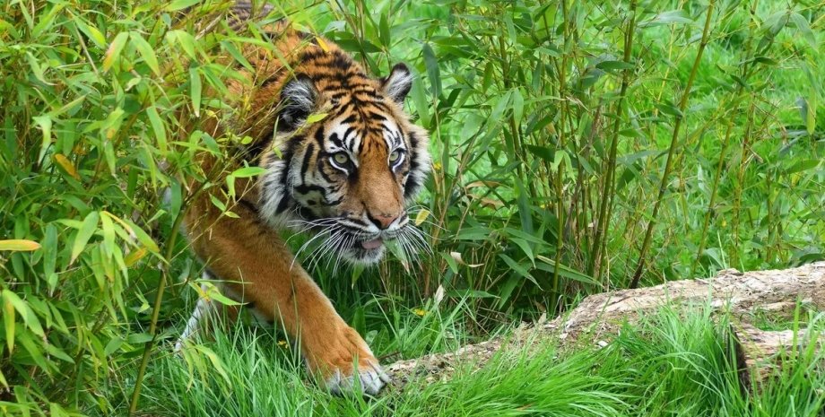 яванский тигр, вымерший яванский тигр