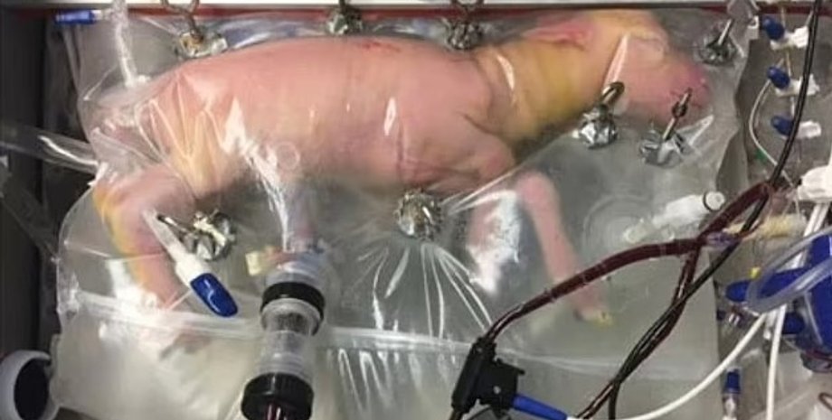 искусственная матка, животные искусственная матка