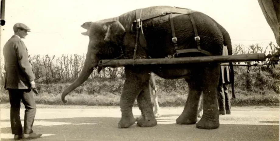 Археологи ищут тело слонихи: где покоится Нэнси слон, зверинец, археологи, исследования, останки, звери, животные, зоопарк, археология, раскопки