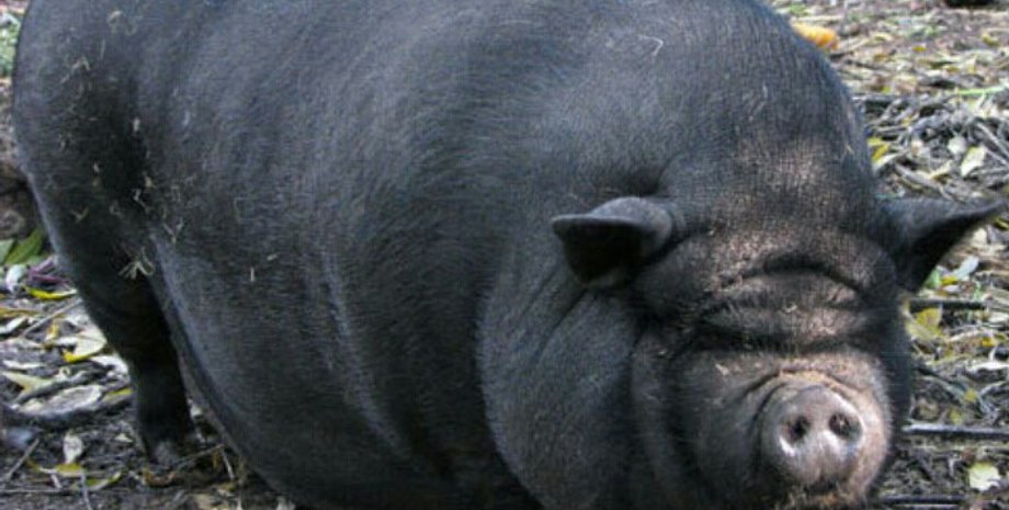 Фото: dachniy-ray.ru