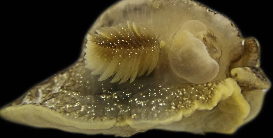 морський слимак, морський слимак новий вид