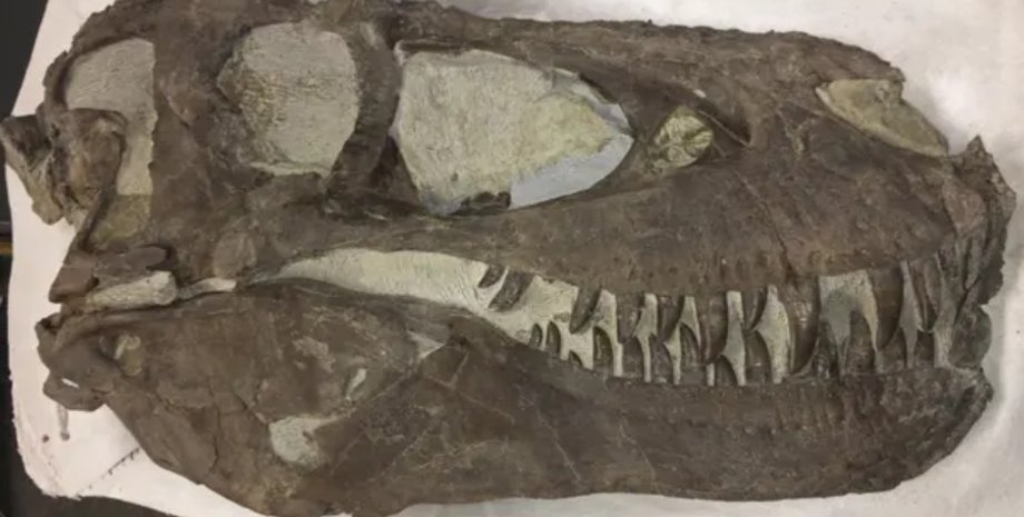 тираннозавры, стая, динозавры