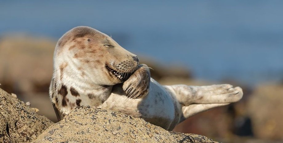 тюлень, тюлень обычный