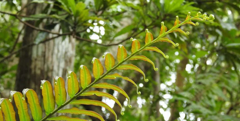 папороть рідкоземельні метали папороть рідкоземельні елементи