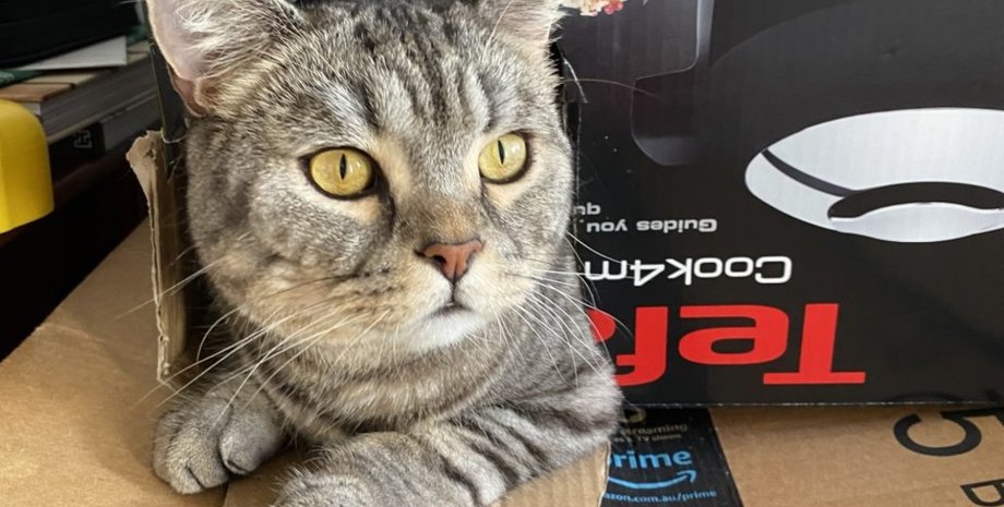 кот, коробки, фото